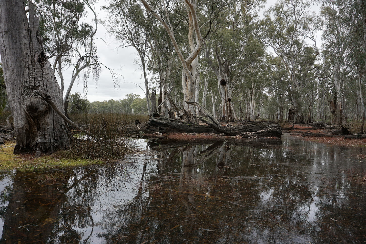 Gunbower Forest, an important area for native fish breeding and recruitment. Photo credit: Amy Russell